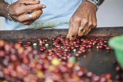 Himalaya Coffee Company – Trusted Coffee Wholesale Suppliers for Premium Wholesale Coffee Beans