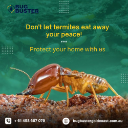 Termite Treatment Gold Coast – Reliable Property Protection Services