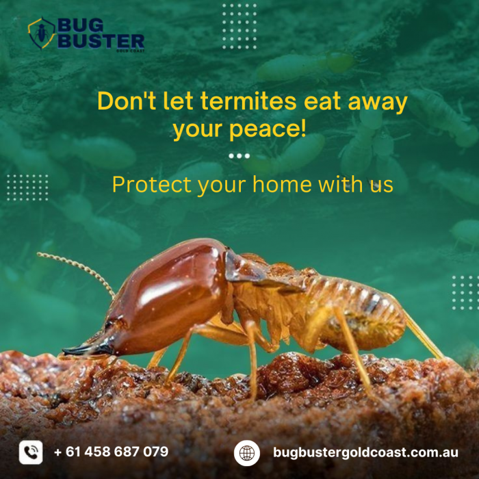 Termite Treatment Gold Coast – Reliable Property Protection Services