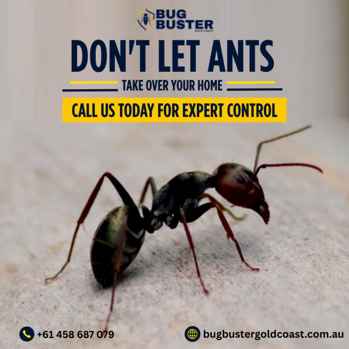 Ant Treatment Gold Coast – Professional Solutions for Homes & Businesses