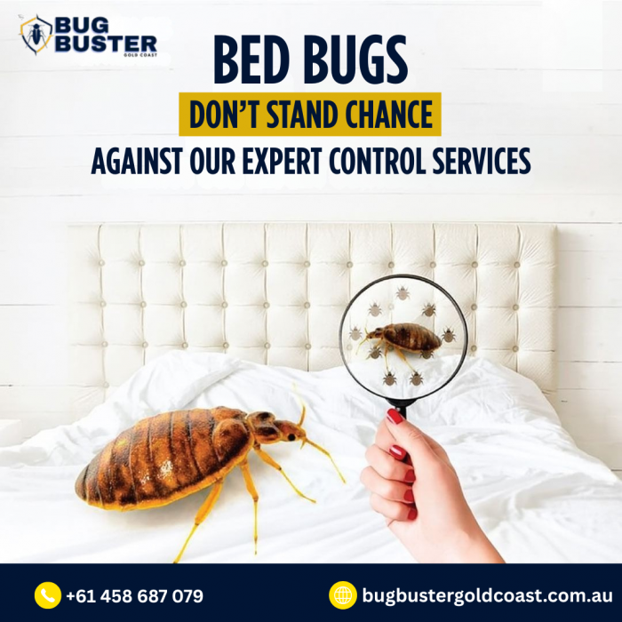 Bed Bug Treatment Gold Coast – Reliable Property Care Solutions