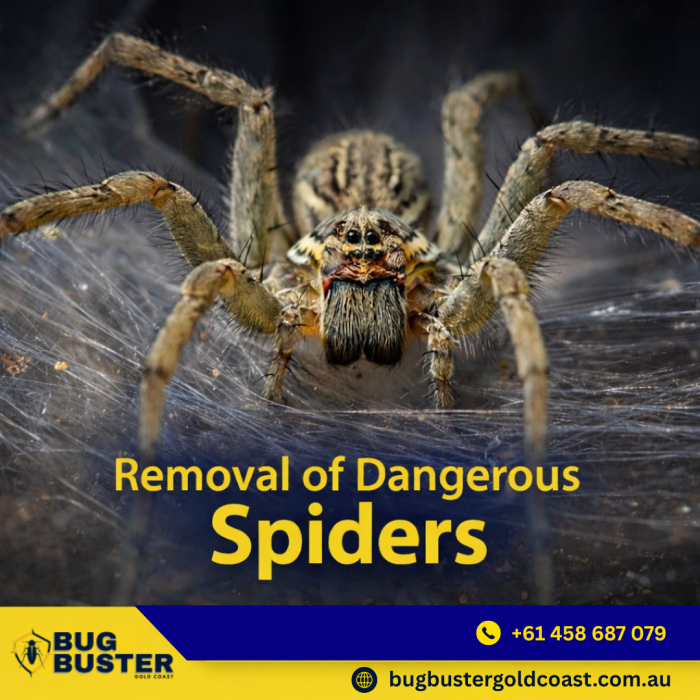 Spider Treatment Gold Coast – Reliable Solutions for Homes & Businesses
