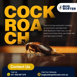 Cockroach Treatment Gold Coast – Professional Property Care Services