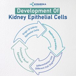 Development of Kidney Epithelial Cells