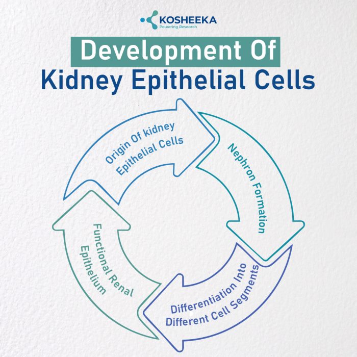 Development of Kidney Epithelial Cells