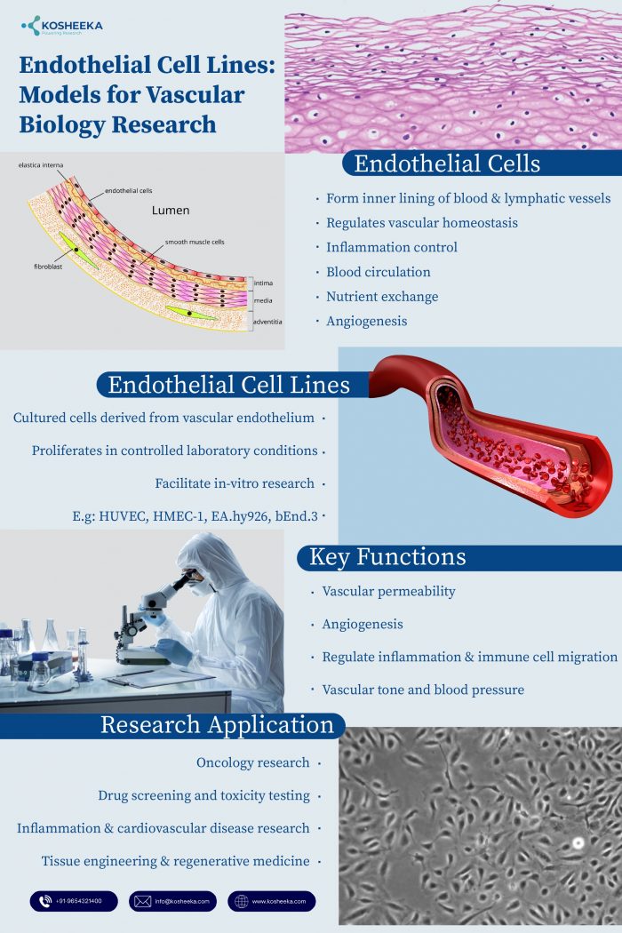 Endothelial Cell Lines: Models for Vascular Biology Research