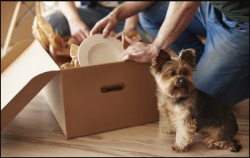 Experts in Pet Transport