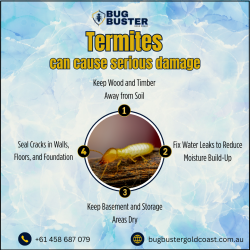 Termite Treatment Gold Coast – Reliable Property Protection Services