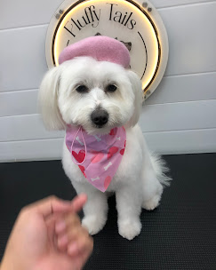 Luxury on Wheels: Fluffy Tails Mobile Pet Grooming in Qatar