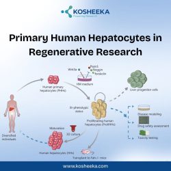 Primary Human Hepatocytes in Regenerative Research