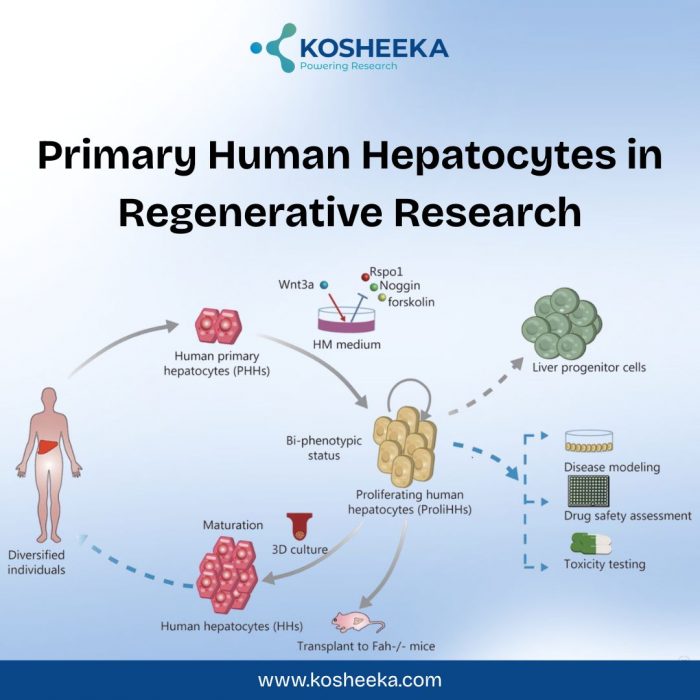 Primary Human Hepatocytes in Regenerative Research