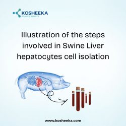 Illustration of the steps involved in Swine Liver hepatocytes cell isolation