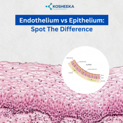 Endothelium vs Epithelium: Spot the Difference