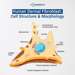 Human Dermal Fibroblast: Cell Structure and Morphology.