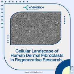 Cellular Landscape of Human Dermal Fibroblasts in Regenerative Research.