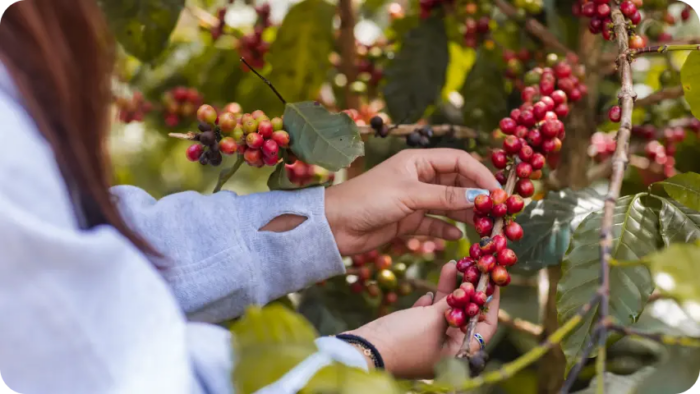 Why South Korea’s Most Discerning Coffee Buyers Are Looking to Nepal