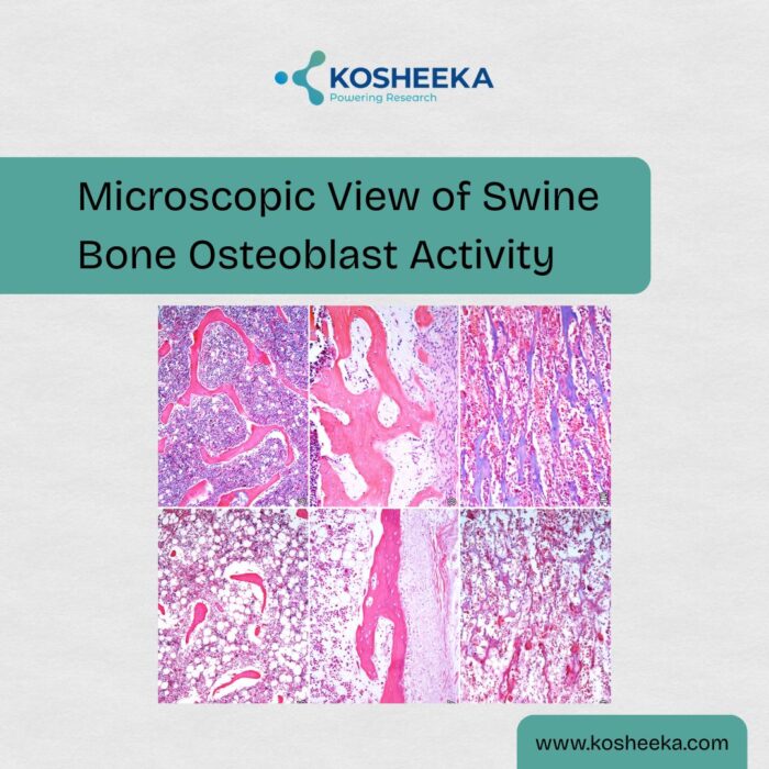 Microscopic View of Swine Bone Osteoblast Activity