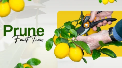 Prune Fruit Trees