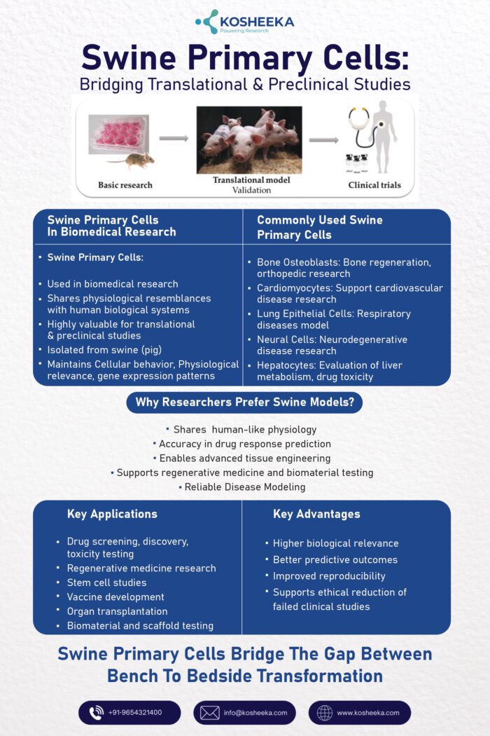 Swine Primary Cells: Bridging Translational and Preclinical Studies