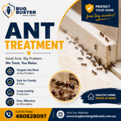 Ant Treatment Gold Coast – Protect Your Home from Ant Infestations