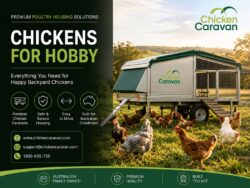 Chickens for Hobby | Premium Portable Chicken Caravans for Backyard Flocks