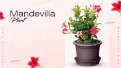 Mandevilla Plant