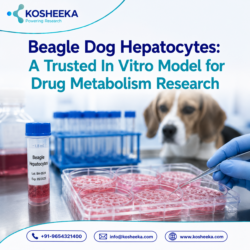 Beagle Dog Hepatocytes: A Trusted In Vitro Model for Drug Metabolism Research
