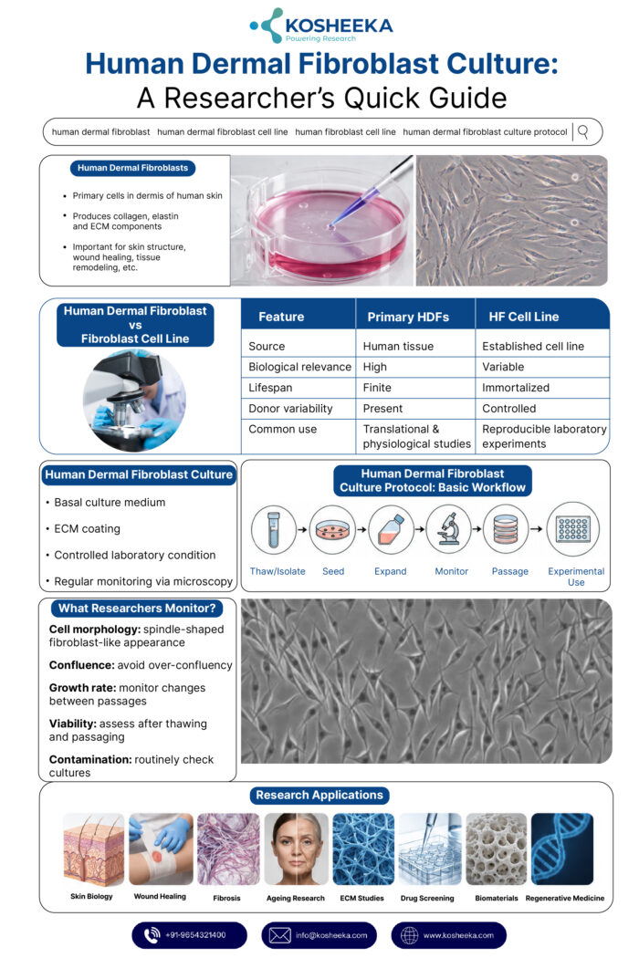 Human Dermal Fibroblast Culture: A Researcher’s Quick Guide