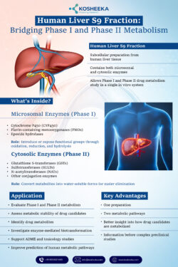 Human Liver S9 Fraction: Bridging Phase I and Phase II Metabolism