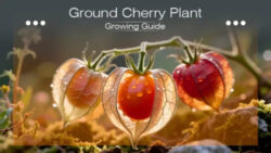 Ground Cherry Plant