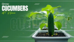 Grow Cucumbers at Home