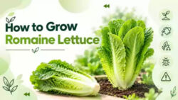 How to Grow Romaine Lettuce