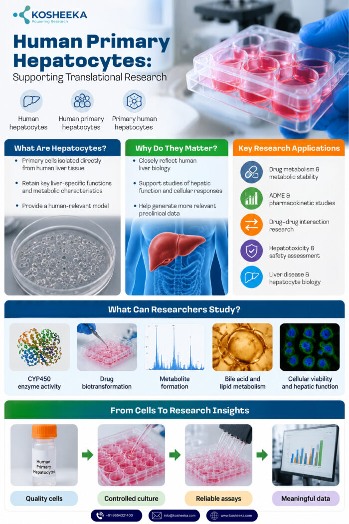 Human Primary Hepatocytes: Supporting Translational Research