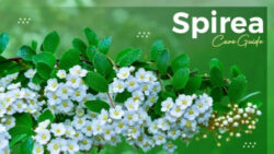 Spirea