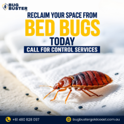 Bed Bug Treatment – Effective Solutions for a Bed Bug-Free Environment