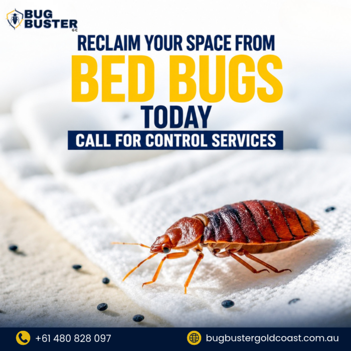 Bed Bug Treatment – Effective Solutions for a Bed Bug-Free Environment