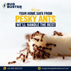 Ant Treatment – Effective Solutions for a Long-Lasting Ant-Free Property