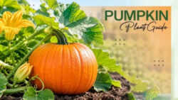 Pumpkin Plant Guide