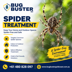 Spider Treatment – Safe & Effective Spider Control for Your Property